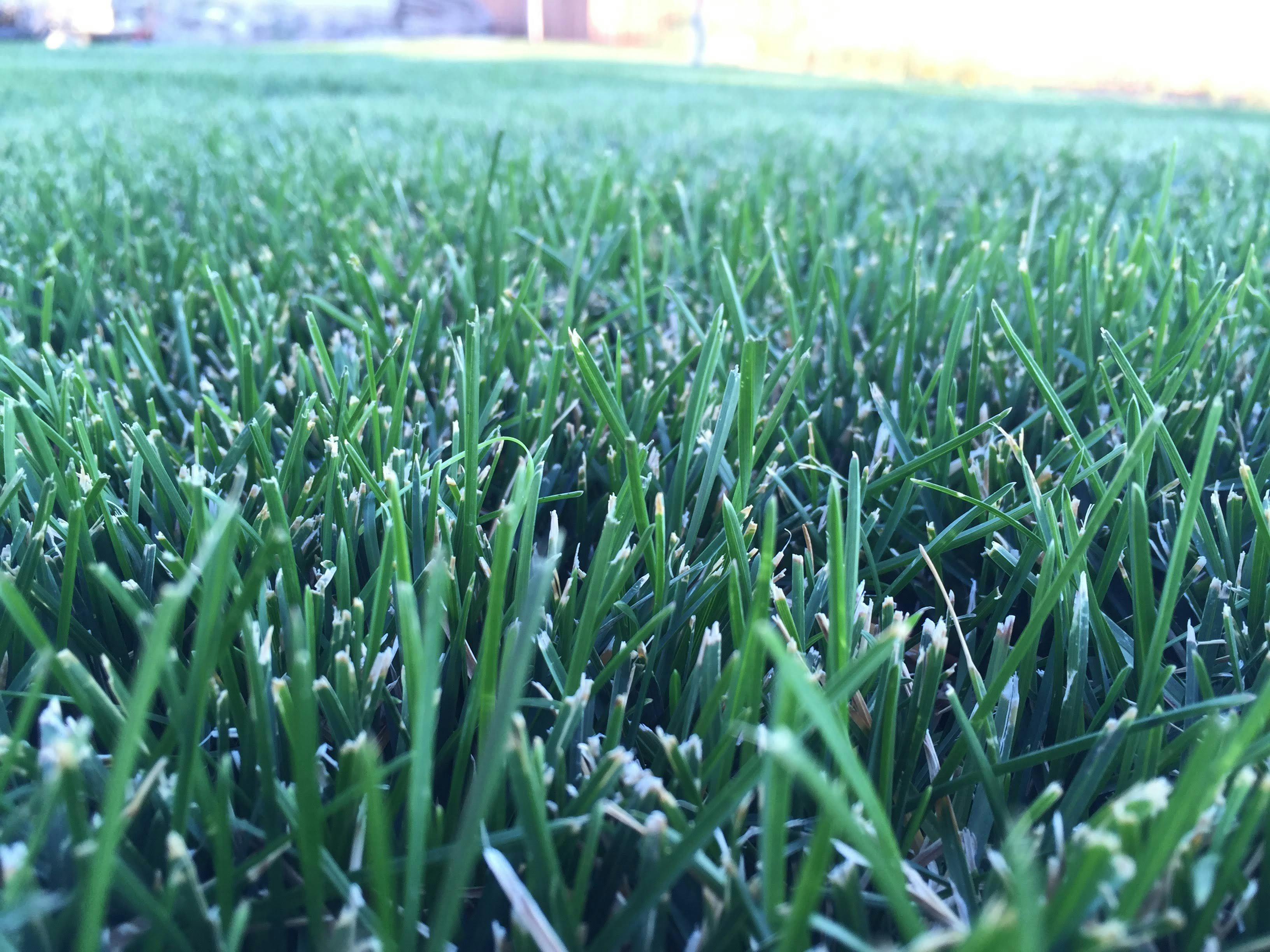 Close-up image of freshly cut green grass blades, showcasing their vibrant texture and color.